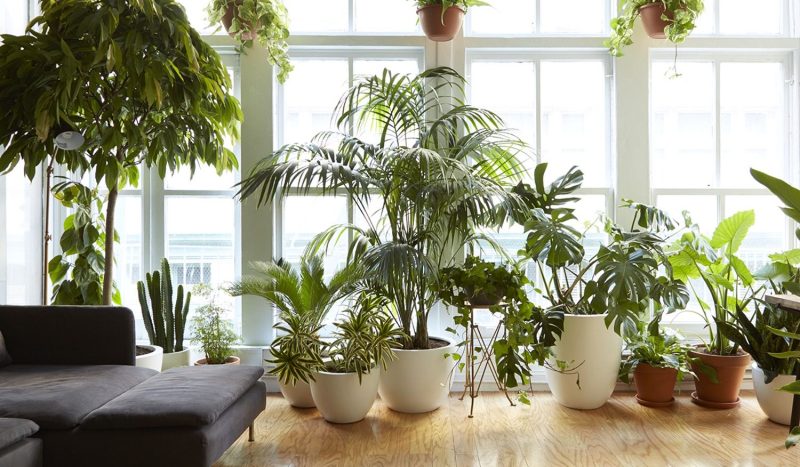 محبوب ترین گیاهان آپارتمانی