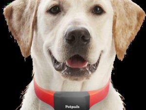 قلاده هوشمند با عنوان Petpuls AI-powered