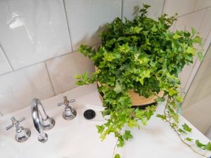 گیاهان مخصوص سرویس بهداشتی