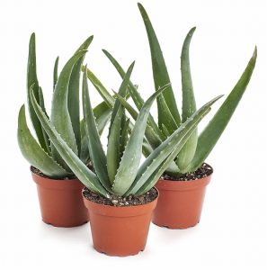 گیاهان مخصوص سرویس بهداشتی و حمام 