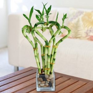 گیاهان مخصوص سرویس بهداشتی و حمام 