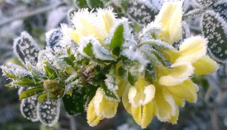 آشنایی با گیاهان مقاوم به سرما و برف برای باغچه و بالکن منزلتان!