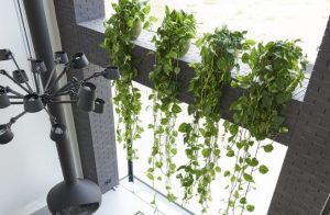 با شش گیاهان بالا رونده آپارتمانی آشنا شوید !