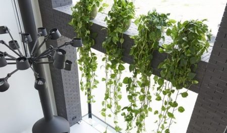 با شش گیاهان بالا رونده آپارتمانی آشنا شوید !