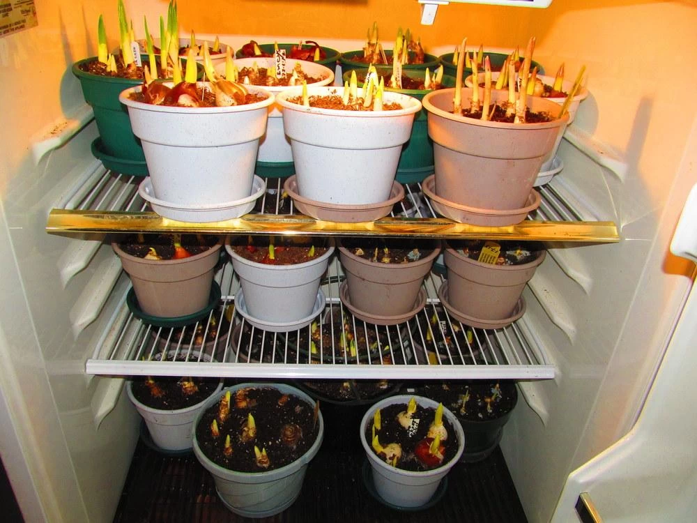نگهداری گل و گیاه در یخچال 